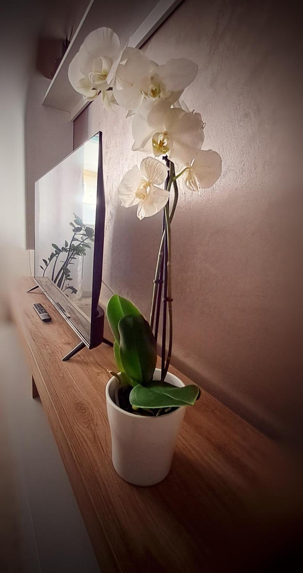 Roma Bema Apartment - Charme E Relax A Due Passi Dal Vaticano Екстериор снимка
